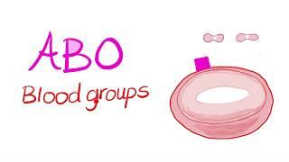 Blood Types (ABO system) - Blood Groups - Hematology Series