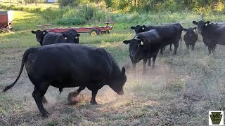 Our Black Angus bull President meets the ladies.