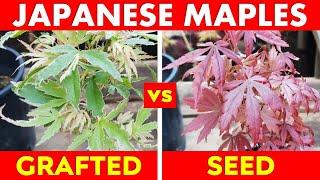 Japanese Maple Trees: Grafted vs Seed Grown Propagation