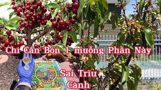 Cách Bón Phân, Đất Cho Cây Ăn Trái Trồng Trong Chậu Tốt, Nhiều Trái