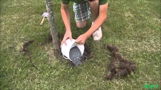 How To fertilize an Established Plant or Tree