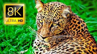 Superb Animals in 8K ULTRA HD - Collection of Wild and Colorful Animals 8K TV