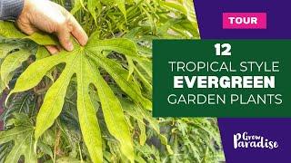 Tropical style evergreen plants for your garden - Cold hardy!