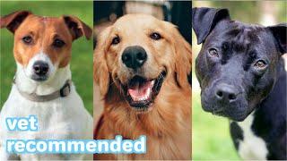 The BEST Dog Breeds Recommended By Veterinarians