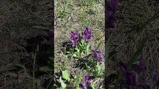 Wild flowers in the steppe