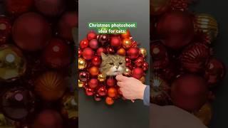 Christmas wreath cat photoshoot  a #furryfritz classic #cats #xmas #christmascard #diy #kitty