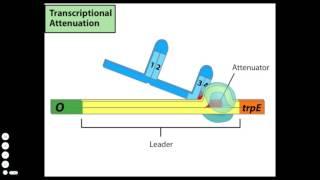 Transcriptional Attenuation