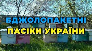 Знищили пасіку!!! Отруєння бджіл при загодівлі цукровим сиропом. Карпатські бджоли тип Вучківський.