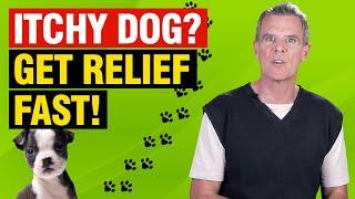 How to Stop Dog Itching Fast (7 Natural and Effective Options)