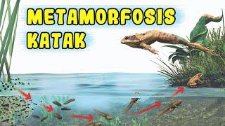 Tahap-Tahap Metamorfosis Katak dari Telur Hingga Dewasa #Terlengkap