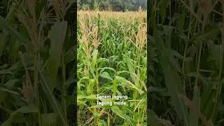 Tanaman jagung muda#shorts #jagung #jagungmuda #petanijagung #petanimuda