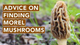 Morel Mushroom Advice You've Heard But Probably Need To Hear Again