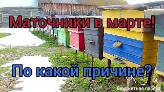 30 Марта пчёлы потянули маточники.