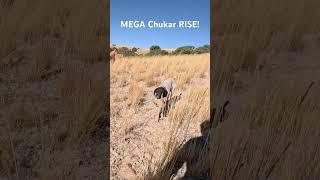 MASSIVE Chukar COVEY! #birdhunting #shorts #hunt #huntingdog #hunting #birddog #benelli #uplandgame