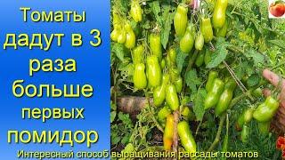 Помидоры Томаты вырастут в 3 раза больше и раньше Способ выращивание рассады томатов, формирование