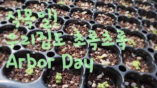 식목일 행사! 하망이네 쌈채소 씨앗뿌리기 I 블루베리 묘목심기 I Planting blueberry seedlings at my house's Arbor Day event.