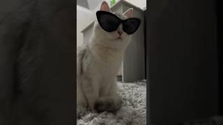 Jonkalarim toycholarim| #azikboom #cat #cats #tiktok #funny #najimshorts #najim