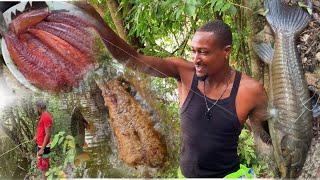 CATCH Clean Ñ Cook Graphic Armored catfish Jamaican style French fry handling fishing Delicacy meal