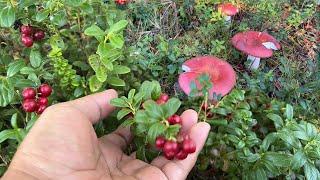 SOBRANG DAMING MALALAKING BERRIES AT GIANT MUSHROOMS SA LIKOD BAHAY!!! FORAGING! Buhay Probinsya.