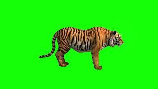 Videli Free Footage - green screen, animals, tiger, chroma key, 3d animation, 4K