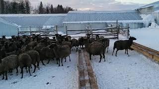 Романовские овцы зимний выгул