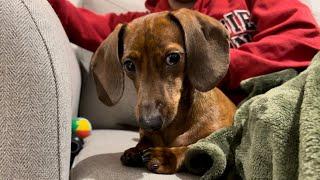 A snuggly Saturday with a mini dachshund