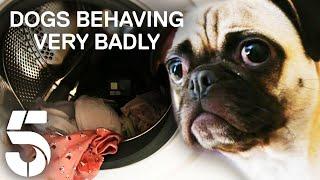 "Dolly Has a Fetish for Ladies Underwear!" | Dogs Behaving (Very) Badly | Channel 5