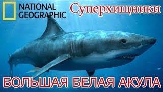 National Geographic. Суперхищники. Большая белая акула