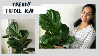 How to keep Fiddle Leaf Fig Green and Healthy | Indoor plants