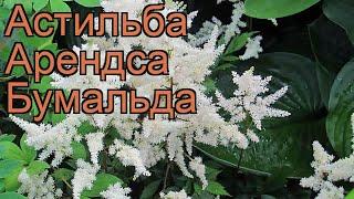 Астильба арендса Бумальда (bumalda)  обзор: как сажать, рассада астильбы Бумальда