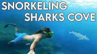 Reef shark at Sharks Cove | Oahu Snorkeling Spots | Best places to snorkel HAWAII