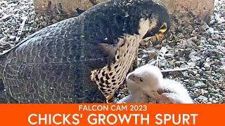 Peregrine Falcon Cam: Chicks getting bigger and stronger