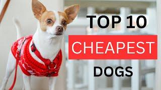 Top 10 Cheapest Dog Breeds: Affordable Pups for Your Family