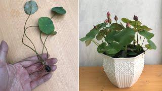 How to grow lotus from seed for beginners, fast and easy