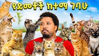 ያስገርማል የድመቶች ሀገር ገባሁ abel birhanu vlog