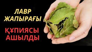 Лавр жапырағын күнде 2-3 минут шайнап едім, не болғанын қараңыздар