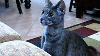 My F2 Blue Savannah male cat, Kenken is just like a dog