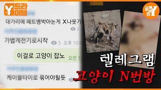 ＂때리고, 고문하고, 죽여라＂, 고양이 학대하는 채팅방의 정체는?