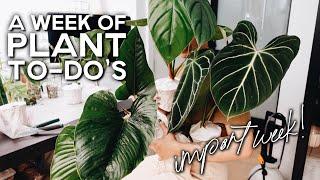 a week of plant to-do's #05 - part 1 / first import of the year, thrips and lots of repotting!