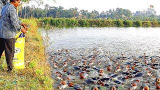 Tilapia Fish Farming || How to Feed Monosex Tilapia