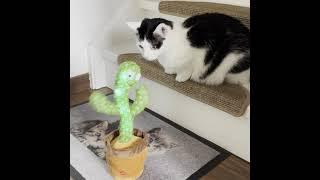 CATS VS DANCING CACTUS!!! Funny video!