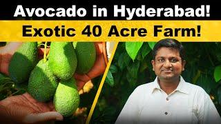 Avocado in Exotic 40 acre farm!