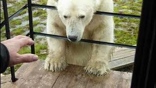 Retrovideo. Polar Bear Visiting Polar Explorers