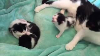 The Black And White Cat Family | The Worlds Cutest Cat Family