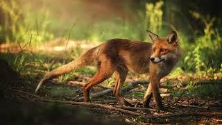 The sound of a red fox