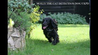 How to Find a Missing Cat Molly the Country's only Cat Detection Dog UKPD