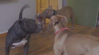Puppy Plays with 2 rescue Pit Bulls labeled "aggressive"