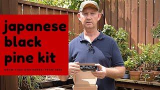 Japanese Black Pine Bonsai Growing Kit