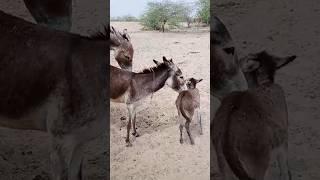 # #animals # #donkey #viral #video #please subscribe #channel