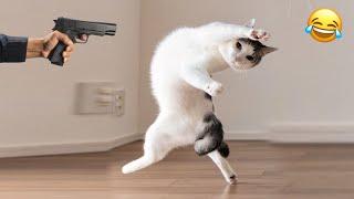 Please… Don’t Shoot | Funny Cats Videos | Kitty Vines